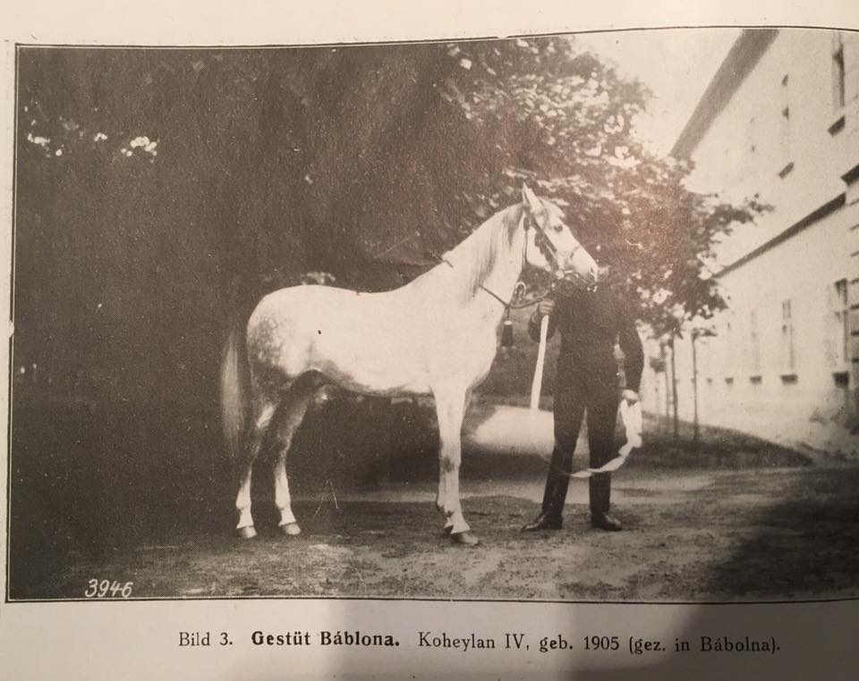 Koheilan IV geb 1905 in Bábolna - Beschäler der Koheilan-Linie